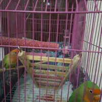 طوطی برزیلی|پرنده|فردیس, شهرک ناز|دیوار