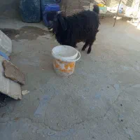 یک کره نره بز