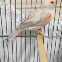 قناری ماده جفتی سهره