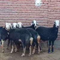 قوچ بره قوچ میش بره ماده