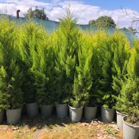 انواع لاوسن و لاوسن پیچ و یاس هلندی و افرا قرمز