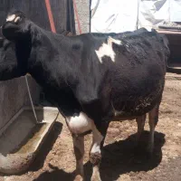 گاو جوان گوساله اول