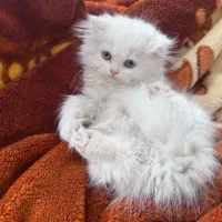 بچه گربه پرشین