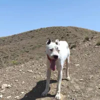 داگو ارژانتینو|سگ|نسیم‌شهر, |دیوار