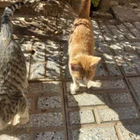 گربه رایگان|گربه|تربت‌حیدریه, بالا ولایت|دیوار