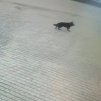 سگ گمشده حوالی کهنه سرا