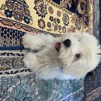 سگ شیتزو دو ماهه