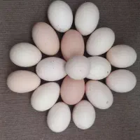 تخم لاری تازه نطفه دار بشرط|حیوانات مزرعه|اردبیل, |دیوار
