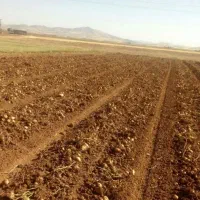 زمین کشاورزی