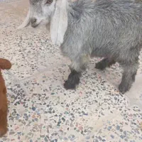 کهره شیری|حیوانات مزرعه|مرودشت, محمد آباد|دیوار