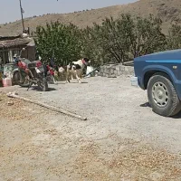 سگ قدرجونی