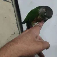 گرینچیک قناری ملنگو مرغ عشق|پرنده|قرچک, باقرآباد|دیوار