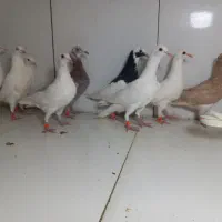 جوجه سار  ۱۴تایی