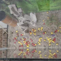 آکواریوم|ماهیگیری|فردیس, سرحدی|دیوار