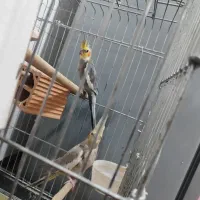 یک جفت عروس هلندی بالغ کار داده نرش سخنگو هست|پرنده|تهران, شهر زیبا|دیوار