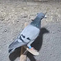 کفتر زدو خوردی