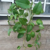 هدیه روز مادر|گل و گیاه طبیعی|گلبهار, شهر جدید گلبهار|دیوار