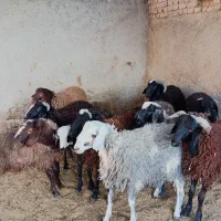 بره چاق|خوردنی و آشامیدنی|ورامین, ورامین|دیوار