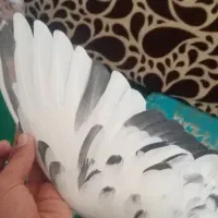 کبو تر پلاکی|پرنده|بابا حیدر, |دیوار