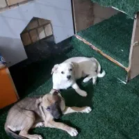 پامرروباهی باکلبه سگ|سگ|بندر امام خمینی, |دیوار