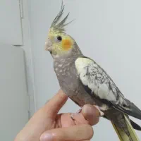 طوطی عروس هلندی های سخنگو و چلوندنی و اموزش دیده|پرنده|قائمشهر, |دیوار