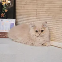 بچه گربه|گربه|بجنورد, |دیوار