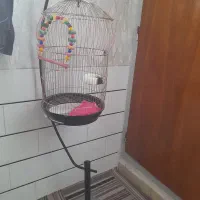 قفس نو با پایه