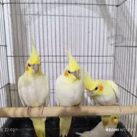 عروس هلندی نر وسه عدد جوجه|پرنده|شاهین‌شهر, خبرنگار|دیوار