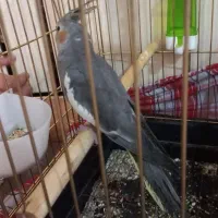 با سلام عروس هلندی سرحال به فروش میرسد .