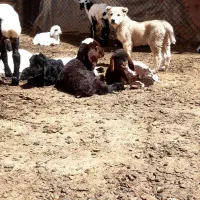 میش.بره نرو ماده|حیوانات مزرعه|زرندیه, |دیوار