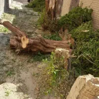 خرید چوب|خدمات باغبانی و درختکاری|آبادان, |دیوار