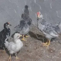 نیمچه گلین طوسی وپنگوئنی|حیوانات مزرعه|کرمانشاه, |دیوار