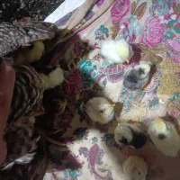 مرغ جوجه دار