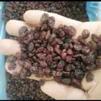 کشمش محلی آفتاب خشک