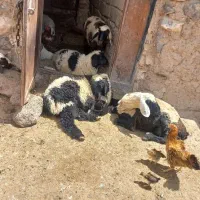 دوعدد میش جوان بره نر بزرگ