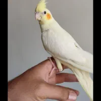 عروس گمشده در ویلاشهر