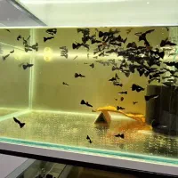 ماهی گوپی فول بلک