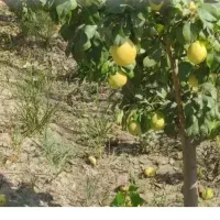 فروش زمین زراعی