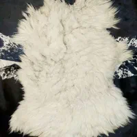 پوست مویی گوسفندی و بزی