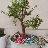 بونسای|گل و گیاه طبیعی|تهران, امام زاده حسن|دیوار