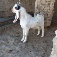 دوتا بزغاله نر جنس بالا