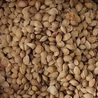 هسته زردآلو