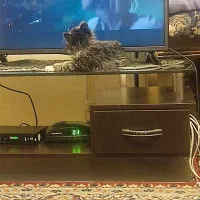 گربه ۳ ماهه