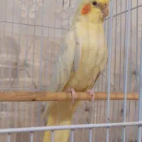عروس هلندی