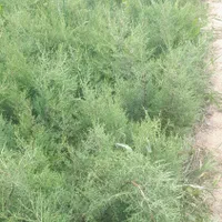 سرو نقره ای