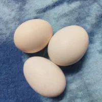 تخم مرغ نطفه دار و خوراکی