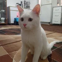 گربه پرشین|گربه|مشهد, طبرسی شمالی|دیوار