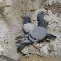 نر و ماده آلمانی‌