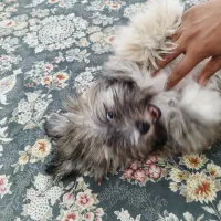 واگذاری سگ شیتزو|سگ|دزفول, |دیوار