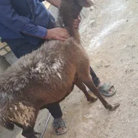 بره.میش ابستن غزل افشار|حیوانات مزرعه|کاشان, امام خمینی|دیوار